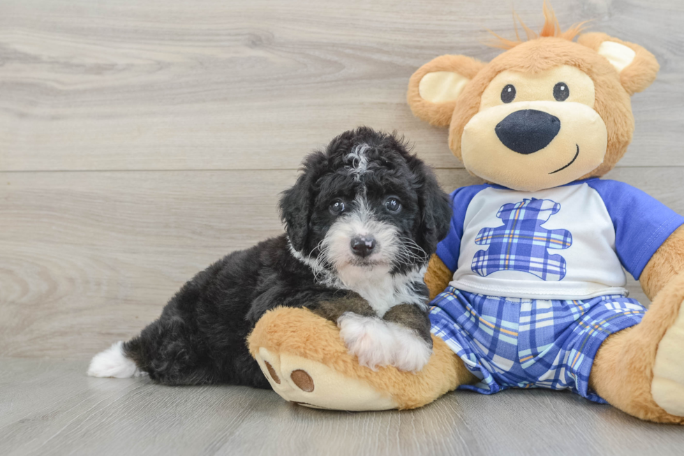 Best Mini Bernedoodle Baby