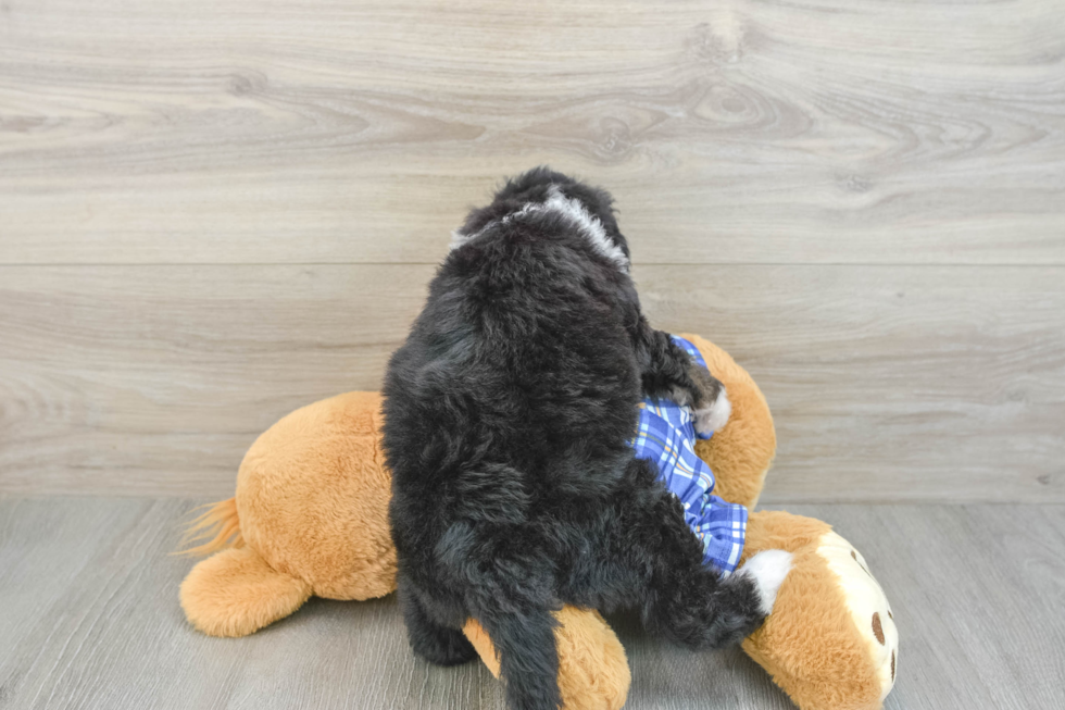 Funny Mini Bernedoodle Poodle Mix Pup