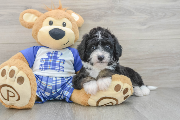 Mini Bernedoodle Puppy for Adoption