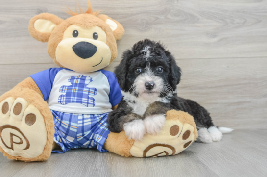 Mini Bernedoodle Puppy for Adoption