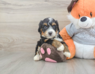 5 week old Mini Bernedoodle Puppy For Sale - Puppy Love PR