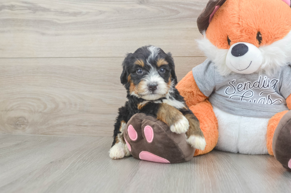 4 week old Mini Bernedoodle Puppy For Sale - Puppy Love PR
