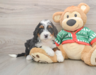 7 week old Mini Bernedoodle Puppy For Sale - Puppy Love PR