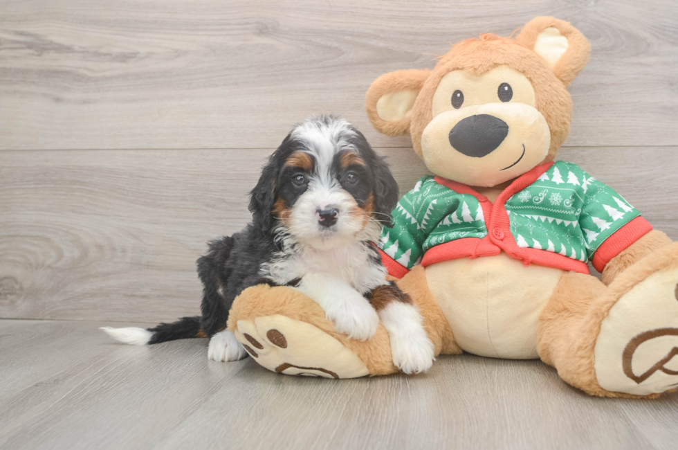 6 week old Mini Bernedoodle Puppy For Sale - Puppy Love PR
