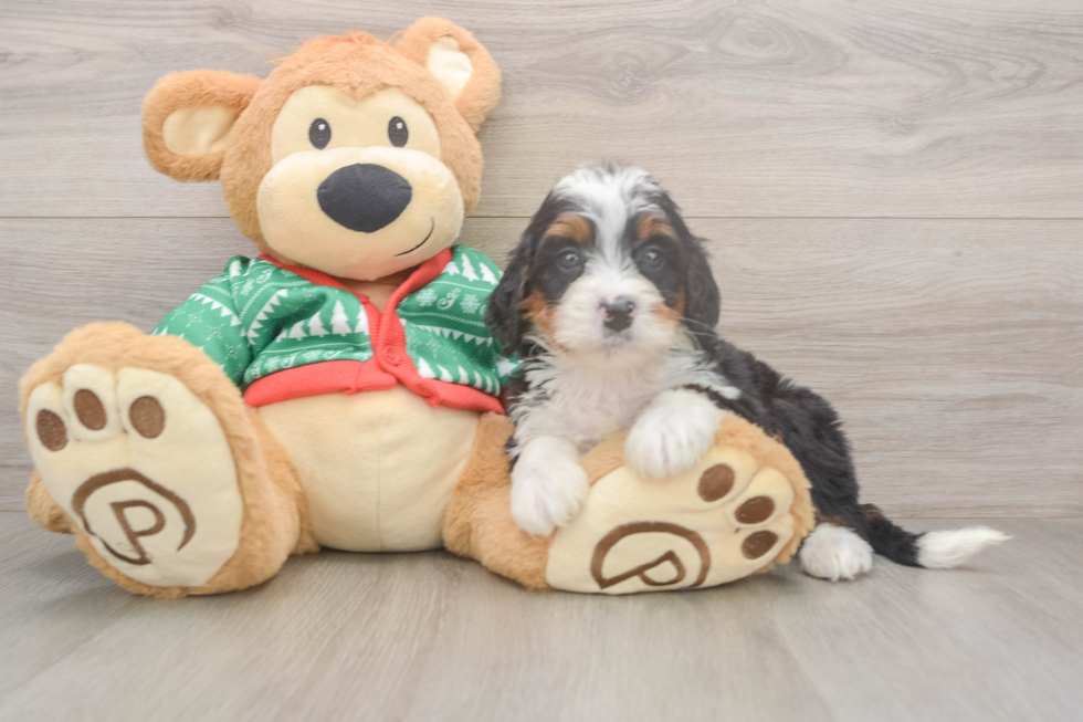 Playful Bernadoodle Poodle Mix Puppy