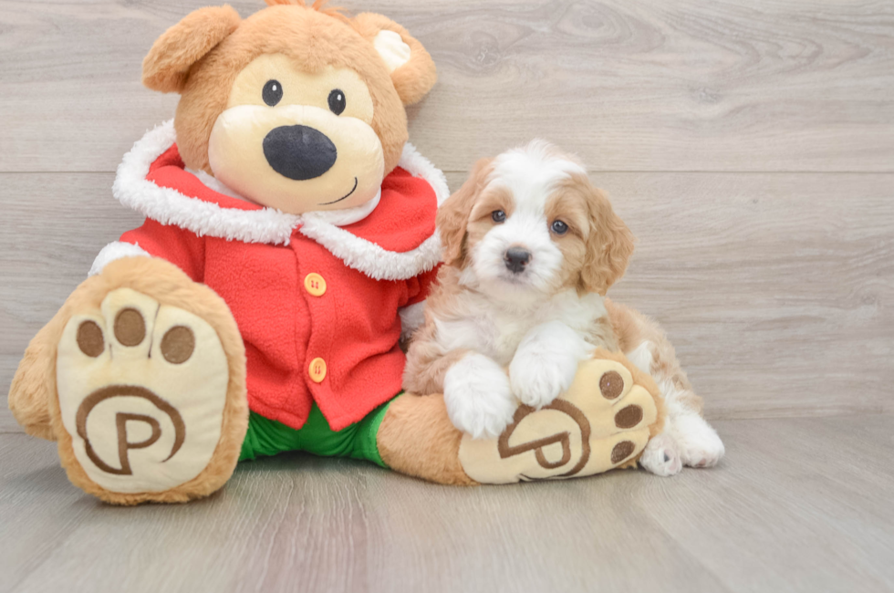 5 week old Mini Bernedoodle Puppy For Sale - Puppy Love PR