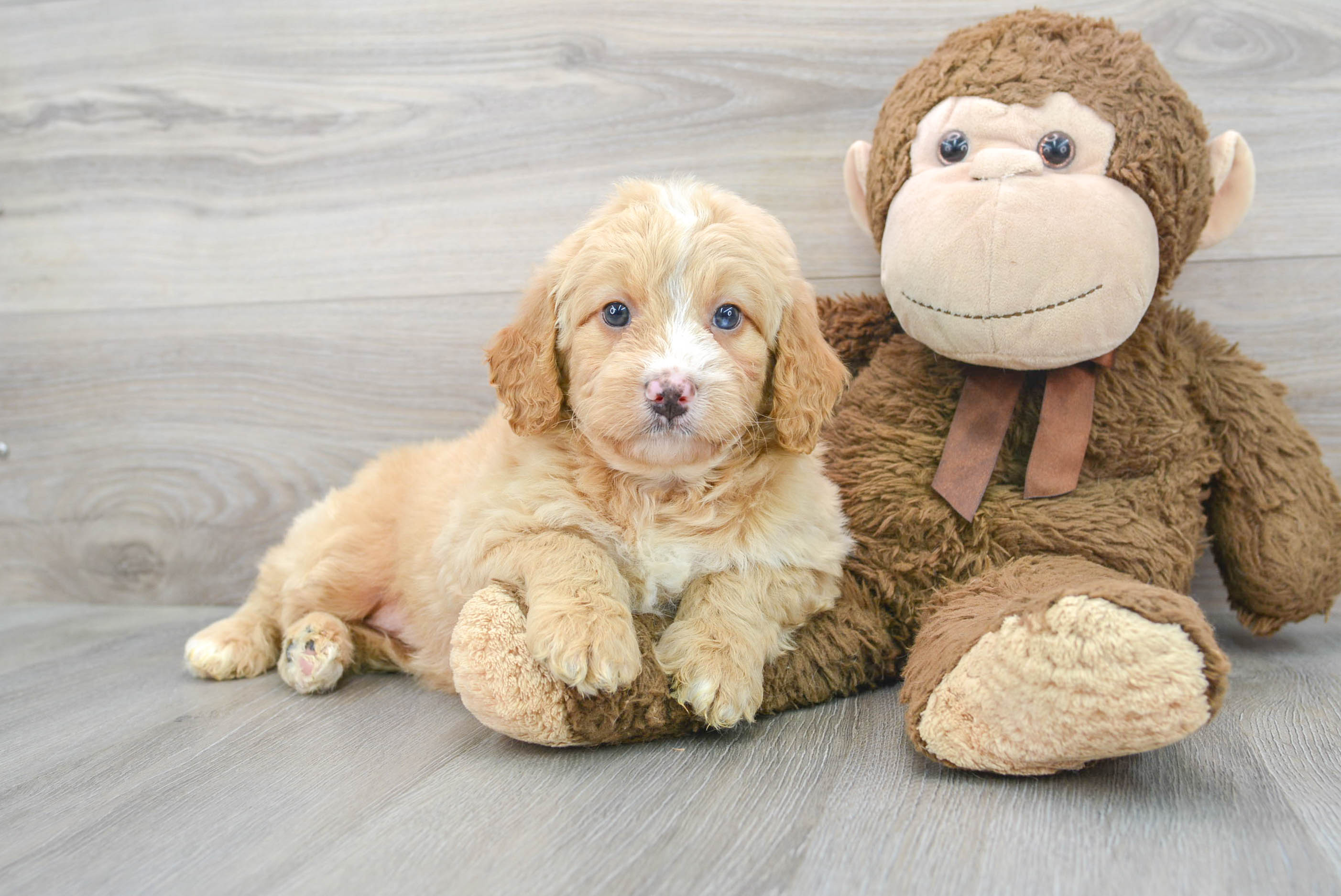 Cute Mini Bernedoodle Baby
