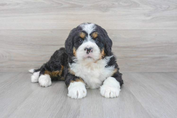 Meet Bridget - our Mini Bernedoodle Puppy Photo 1/3 - Puppy Love PR Hypoallergenic Mini Berniedoodle Poodle Mix Puppy