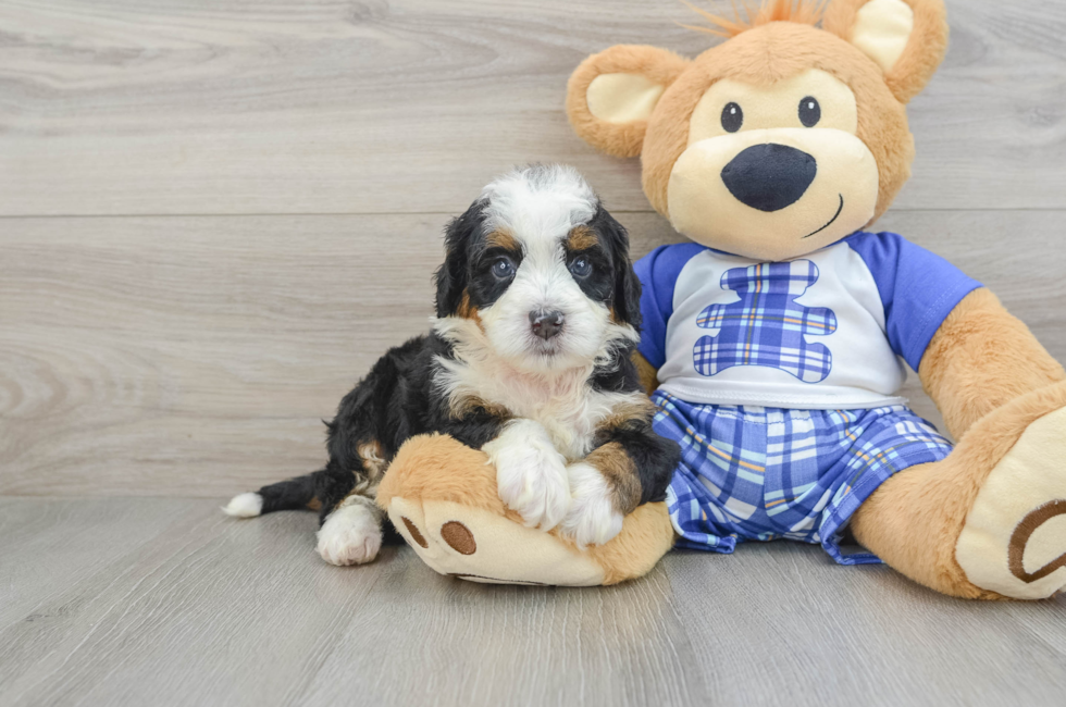 7 week old Mini Bernedoodle Puppy For Sale - Puppy Love PR