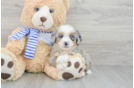 Mini Bernedoodle Puppy for Adoption