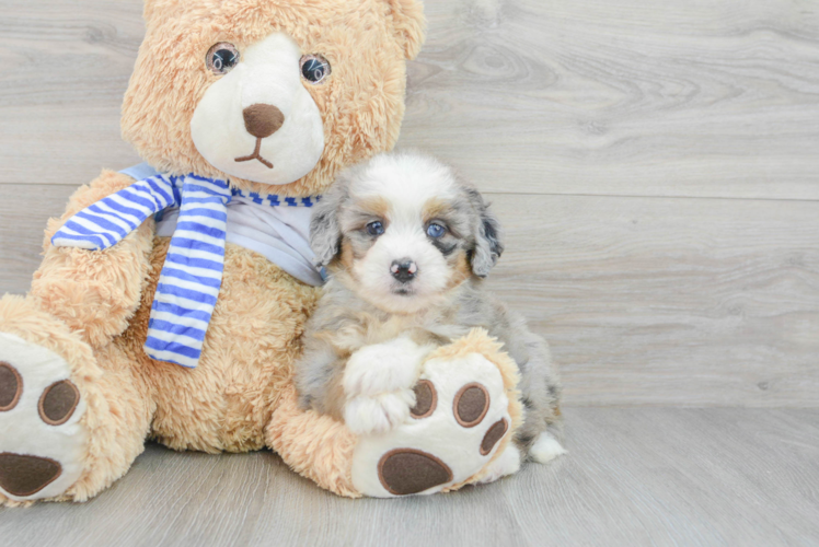 Meet Bristol - our Mini Bernedoodle Puppy Photo 1/3 - Puppy Love PR Mini Bernedoodle Puppy for Adoption