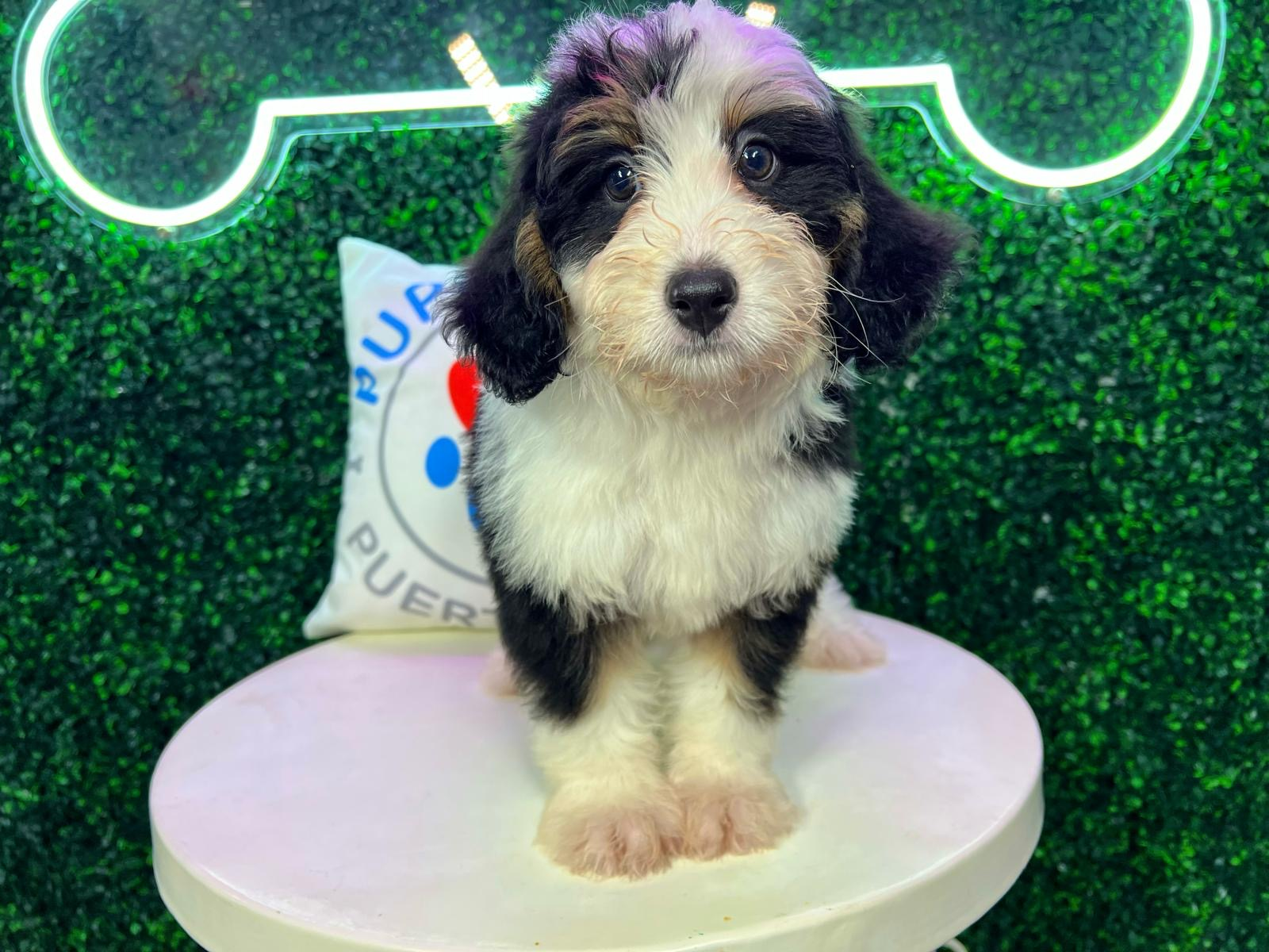 Mini Bernedoodle Puppy for Adoption