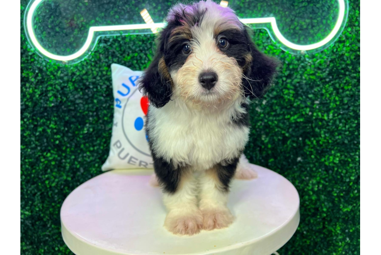 Meet Bristol - our Mini Bernedoodle Puppy Photo 1/4 - Puppy Love PR Mini Bernedoodle Puppy for Adoption