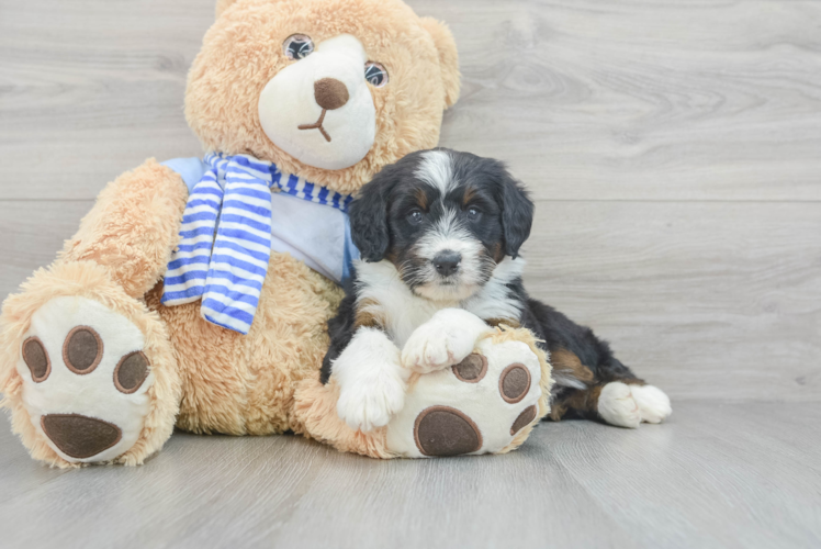 Meet Bristol - our Mini Bernedoodle Puppy Photo 1/3 - Puppy Love PR Mini Bernedoodle Puppy for Adoption