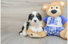 Friendly Mini Bernedoodle Baby