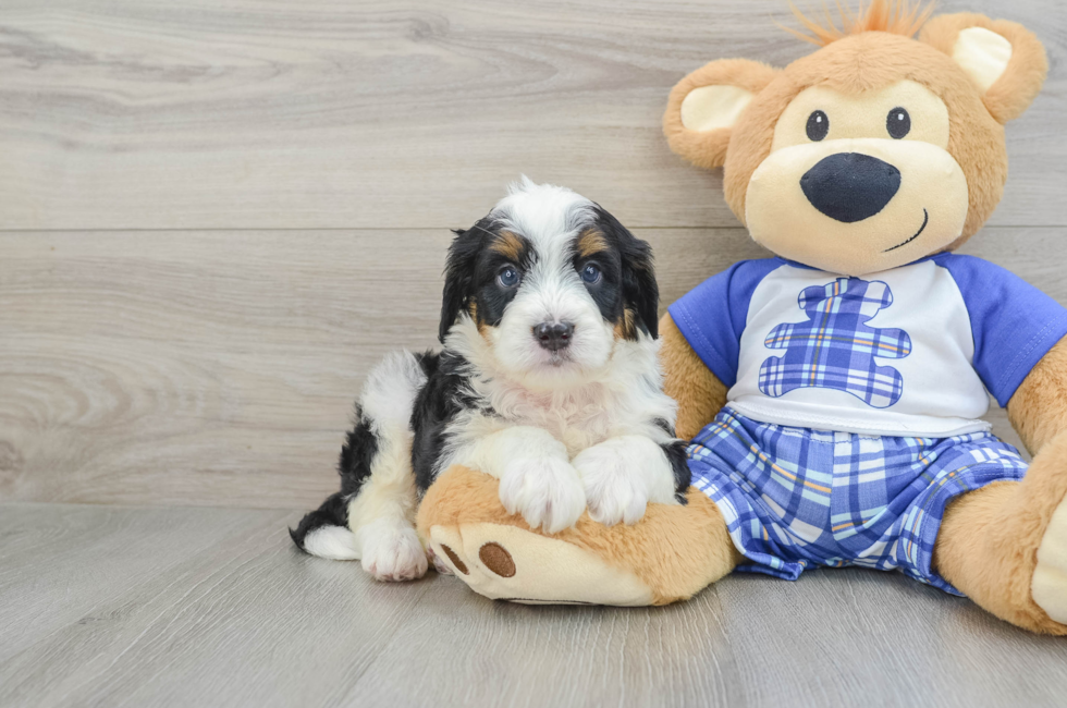 7 week old Mini Bernedoodle Puppy For Sale - Puppy Love PR