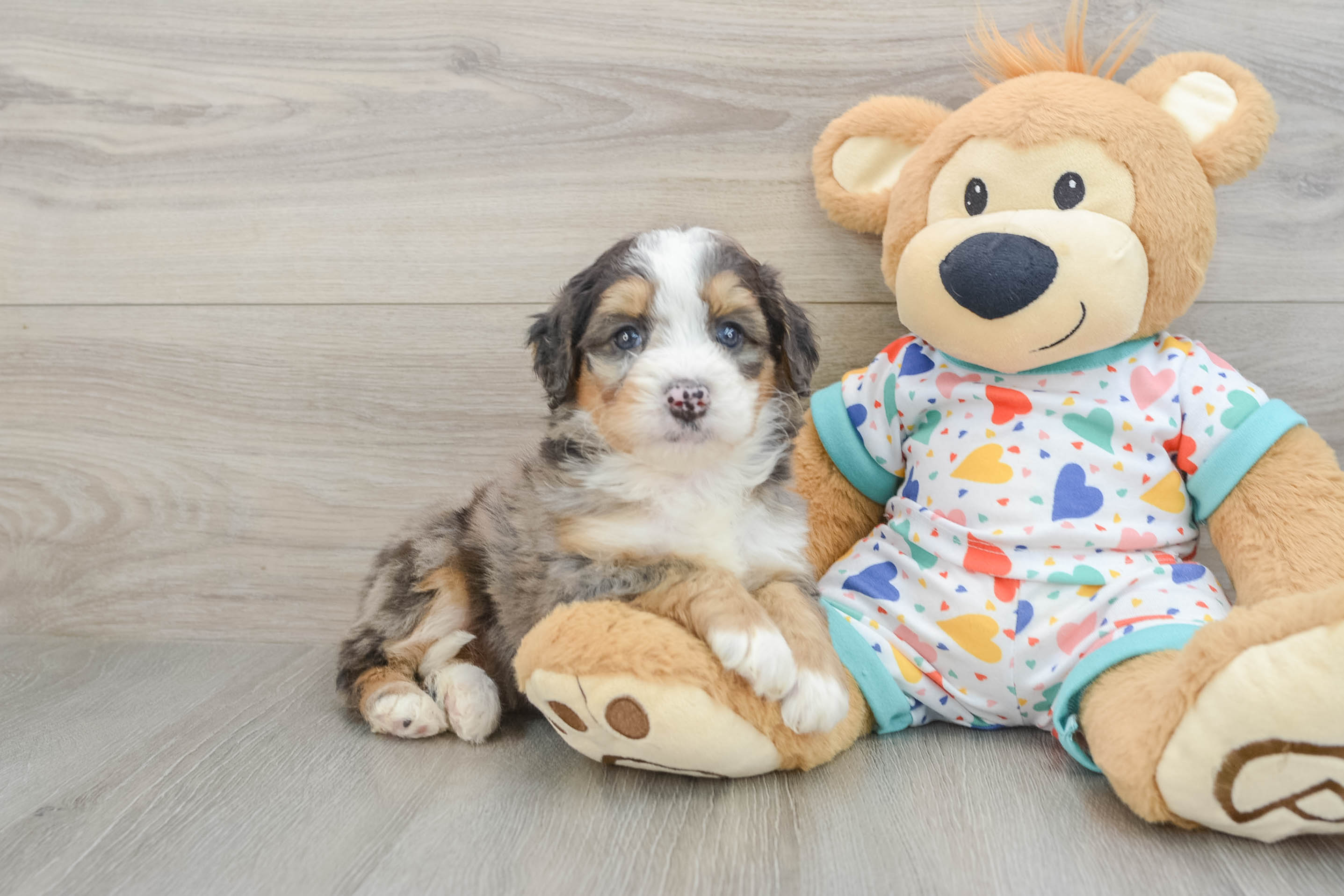 Best Mini Bernedoodle Baby