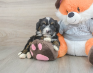 6 week old Mini Bernedoodle Puppy For Sale - Puppy Love PR