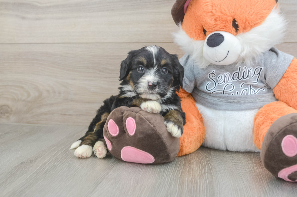 4 week old Mini Bernedoodle Puppy For Sale - Puppy Love PR
