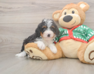 7 week old Mini Bernedoodle Puppy For Sale - Puppy Love PR