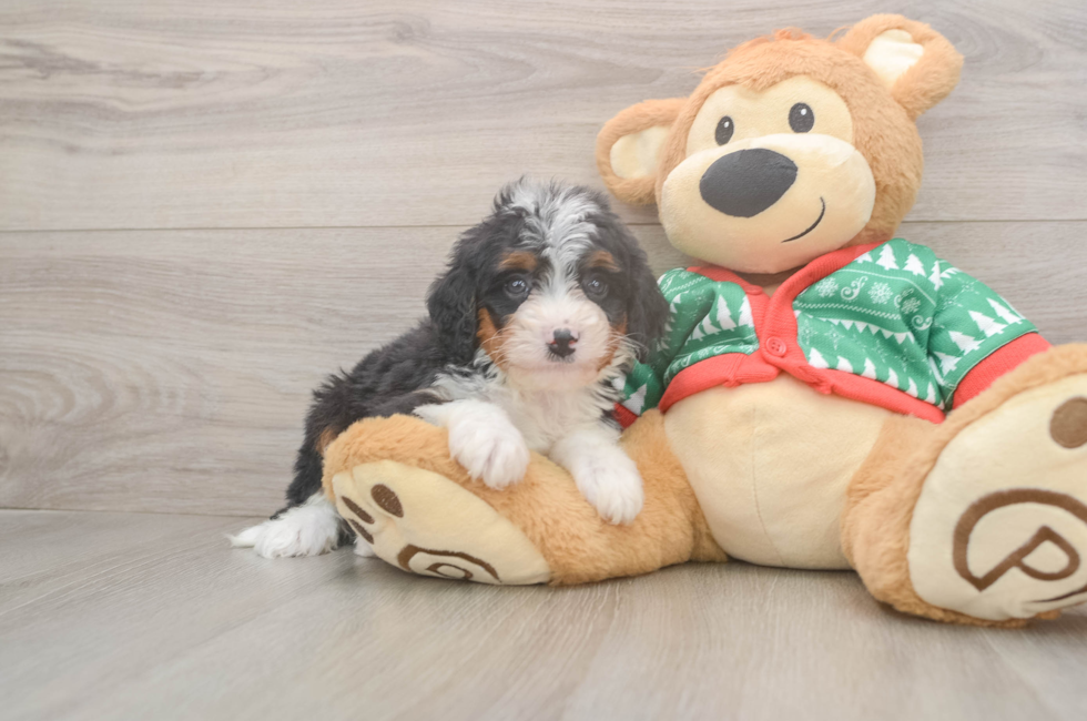 6 week old Mini Bernedoodle Puppy For Sale - Puppy Love PR