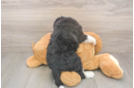 Mini Bernedoodle Pup Being Cute