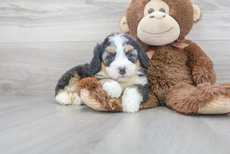 Meet Bristol - our Mini Bernedoodle Puppy Photo 1/3 - Puppy Love PR Mini Bernedoodle Puppy for Adoption