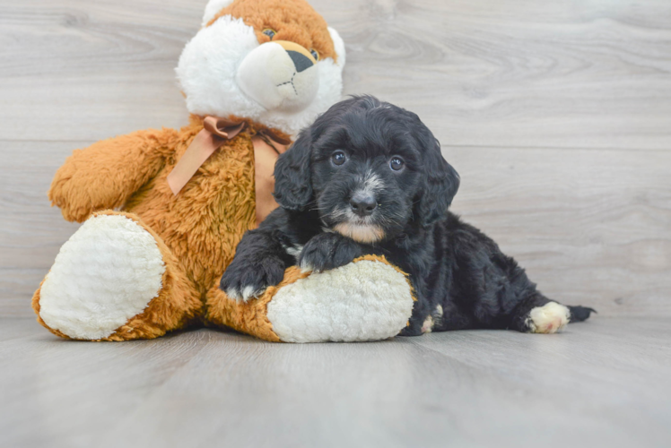 Cute Mini Bernedoodle Baby