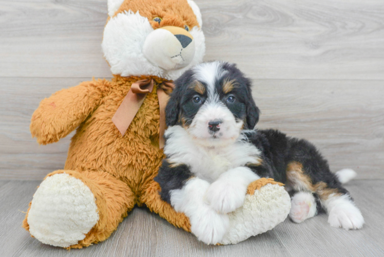 Hypoallergenic Mini Berniedoodle Poodle Mix Puppy