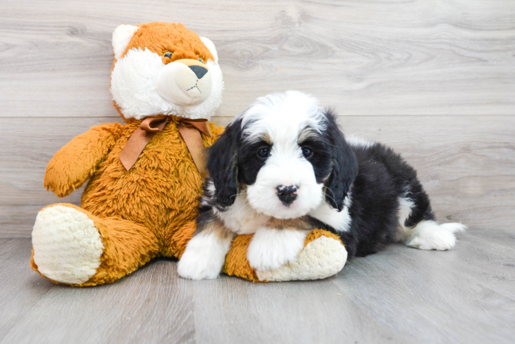 Fluffy Mini Bernedoodle Poodle Mix Pup