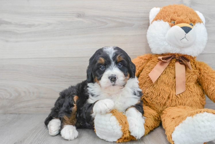 Meet Bristol - our Mini Bernedoodle Puppy Photo 1/3 - Puppy Love PR Fluffy Mini Bernedoodle Poodle Mix Pup