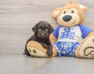 9 week old Mini Bernedoodle Puppy For Sale - Puppy Love PR