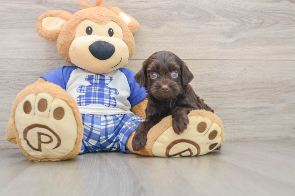 Best Mini Bernedoodle Baby