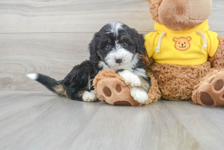 Happy Mini Bernedoodle Baby