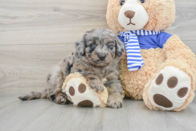 Meet Brooke - our Mini Bernedoodle Puppy Photo 1/3 - Puppy Love PR Petite Mini Bernedoodle Poodle Mix Pup