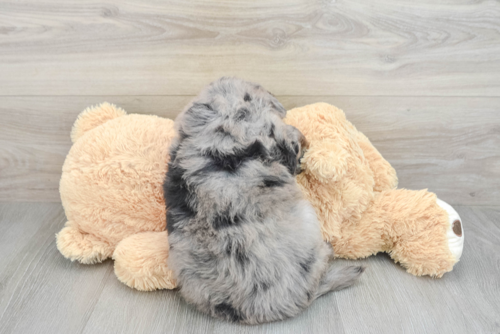 Mini Bernedoodle Pup Being Cute