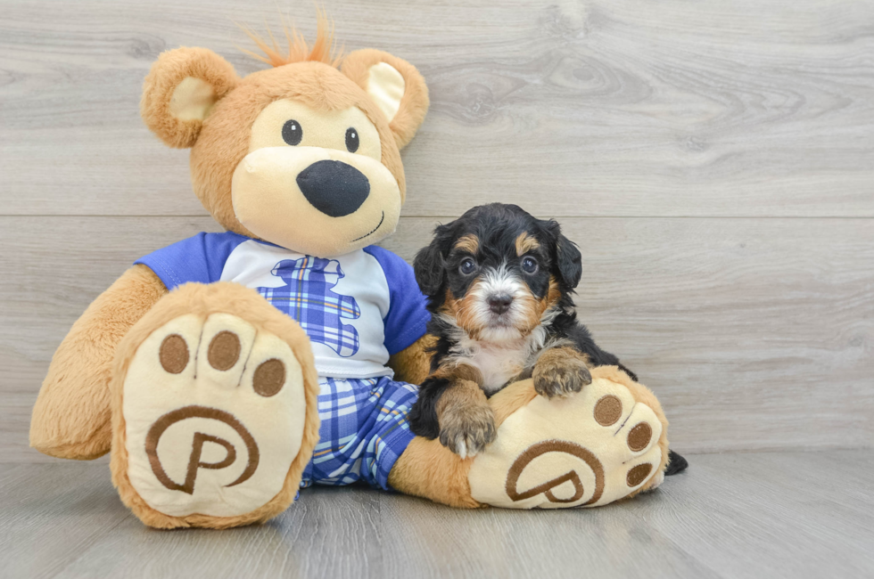 7 week old Mini Bernedoodle Puppy For Sale - Puppy Love PR