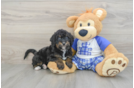 Playful Mini Bernesepoo Poodle Mix Puppy