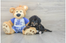 Mini Bernedoodle Puppy for Adoption