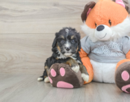 6 week old Mini Bernedoodle Puppy For Sale - Puppy Love PR