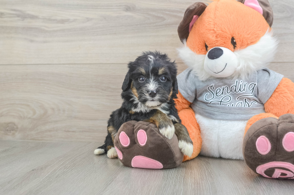 4 week old Mini Bernedoodle Puppy For Sale - Puppy Love PR