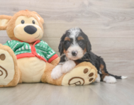 6 week old Mini Bernedoodle Puppy For Sale - Puppy Love PR