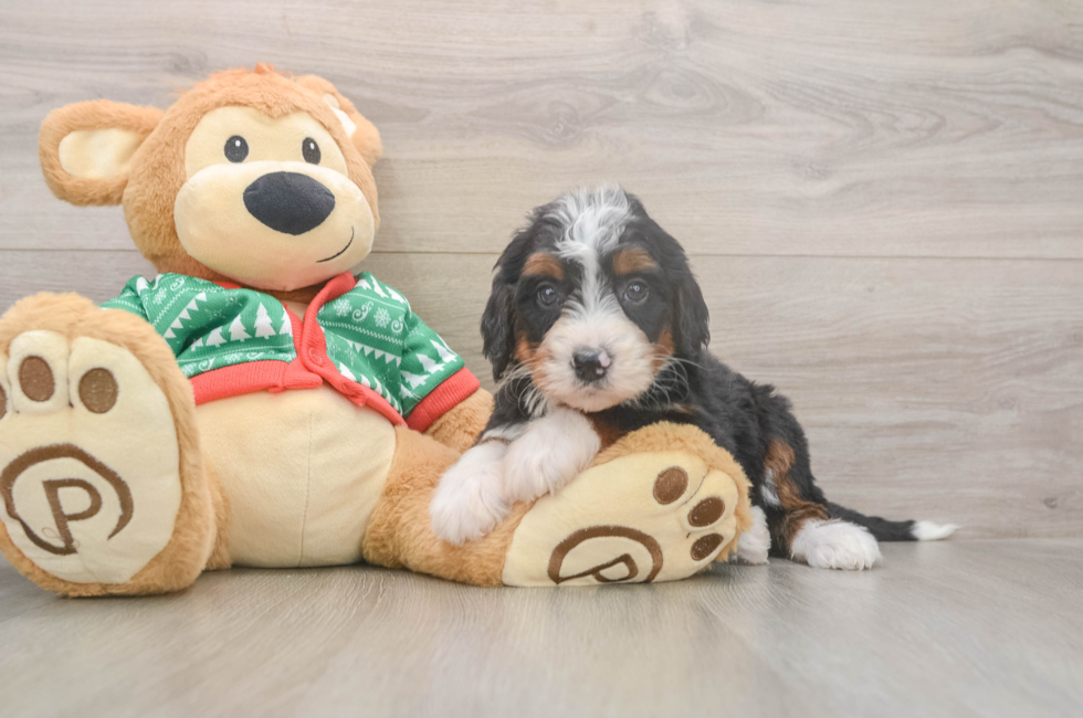 6 week old Mini Bernedoodle Puppy For Sale - Puppy Love PR