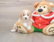 6 week old Mini Bernedoodle Puppy For Sale - Puppy Love PR