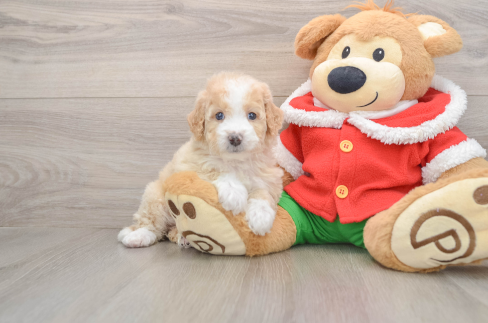 5 week old Mini Bernedoodle Puppy For Sale - Puppy Love PR