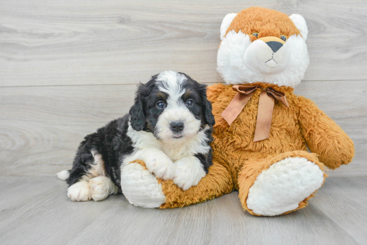 Meet Bryce - our Mini Bernedoodle Puppy Photo 1/3 - Puppy Love PR Mini Bernedoodle Puppy for Adoption