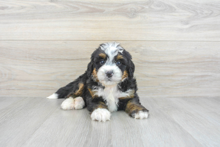 Meet Bryce - our Mini Bernedoodle Puppy Photo 1/3 - Puppy Love PR Smart Mini Bernedoodle Poodle Mix Pup