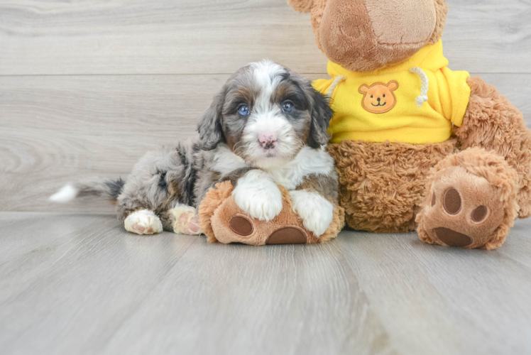 Meet Bryce - our Mini Bernedoodle Puppy Photo 1/3 - Puppy Love PR Mini Bernedoodle Puppy for Adoption