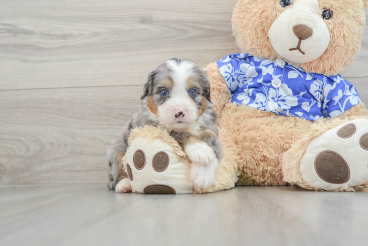 Meet Bryce - our Mini Bernedoodle Puppy Photo 1/3 - Puppy Love PR Smart Mini Bernedoodle Poodle Mix Pup