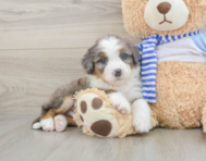 6 week old Mini Bernedoodle Puppy For Sale - Puppy Love PR